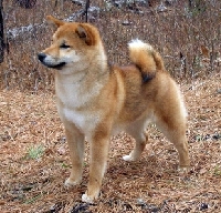 Kinshu CIMG0458_0.jpg